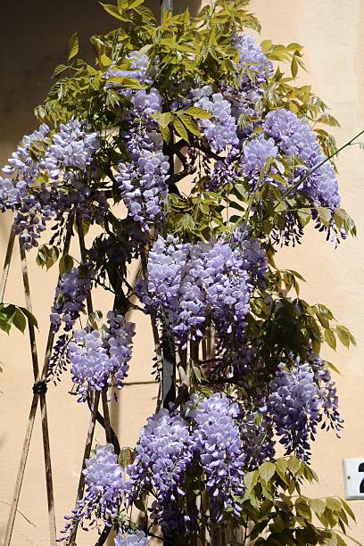 Wisteria frutescens in spring Wisteria frutescens in spring wisteria frutescens stock pictures, royalty-free photos & images