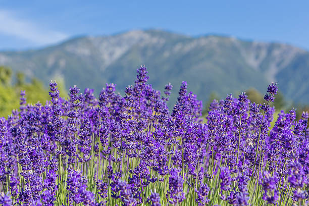 istock Blooming lavender against the distant mountains 528047524