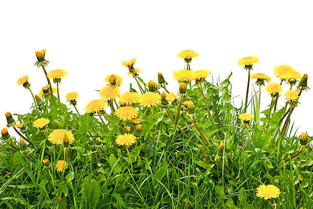 istock Dandelions blooming in the grass on a white background. 528047564