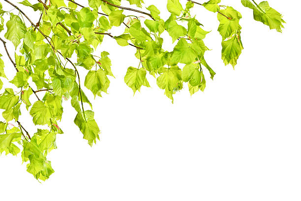 istock Young spring linden twigs with leaves on a white background 528047720