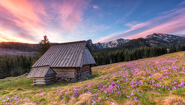 mattina con capanna di legno colorato nei monti tatra, polonia - snow crocus flower spring foto e immagini stock