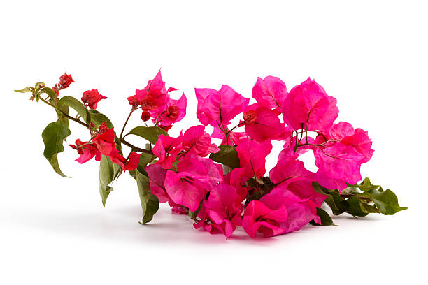 istock Bougainvillea isolated on white 528048600