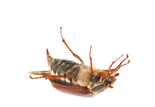 Photo of Beetle isolated