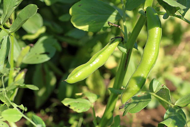 Fava bean in the farm field Vicia faba, also known as the broad bean, fava bean, faba bean, field bean, bell bean, or tic bean, is a species of bean (Fabaceae) native to North Africa, southwest and south Asia, and extensively cultivated elsewhere. A variety Vicia faba var. equina Pers. – horse bean has been previously recognized broad bean plant stock pictures, royalty-free photos & images