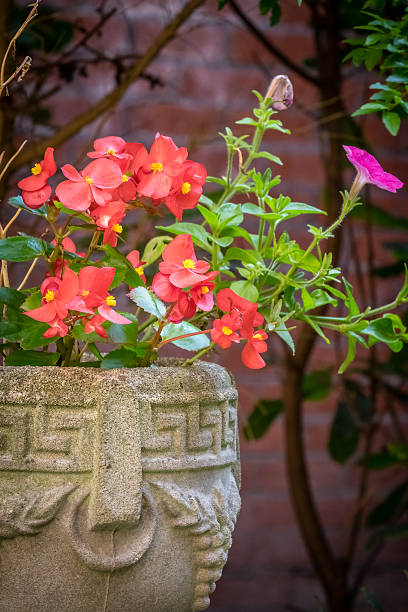 istock Erysimum Cheiri red flowers 528049142