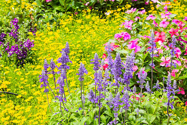istock Flowers in the garden. 528050838