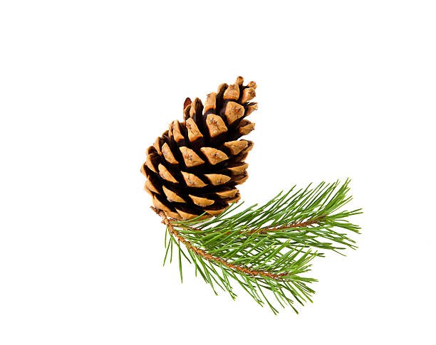 istock Sprig of pine cone isolated 528051444