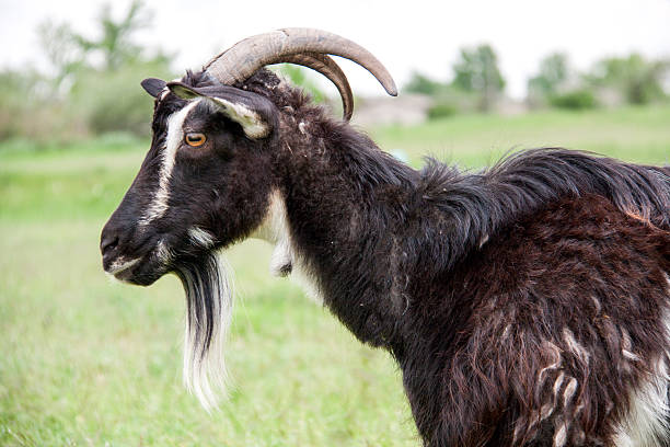 istock goat are grazing on grass in the village 528052444