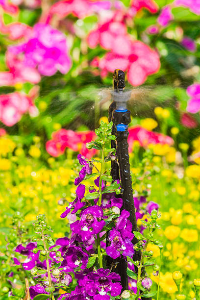 istock Sprinkler head watering in garden. 528052802