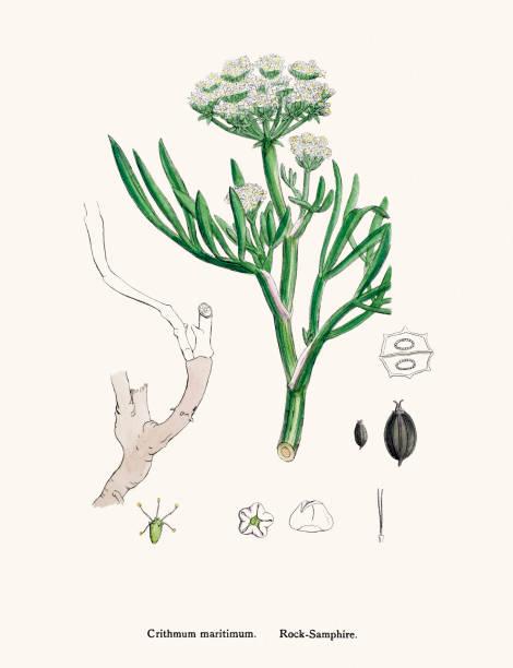 Rock Samphire plant (Crithmum maritimum) scientific illustration Digitally restored image of an original antique illustration by Sowerby published in 1860s in The English Botany. salicornia stock illustrations