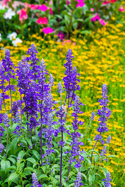 istock Flowers in the garden. 528053068