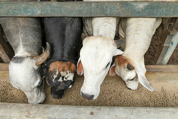 Brahman bulls having a pallet inside the feedlot range. stock photo