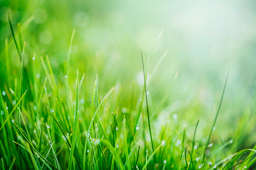 Morning sunlight with fresh grass at beautiful spring