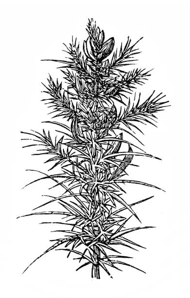 Ulex europaeus (gorse, common gorse, furze) Antique illustration of Ulex europaeus (gorse, common gorse, furze) furze or gorse ulex europaeus stock illustrations