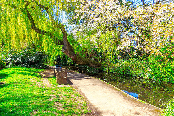 istock Willow Tree and Cherry Blossom at New River Walk, London 528053608