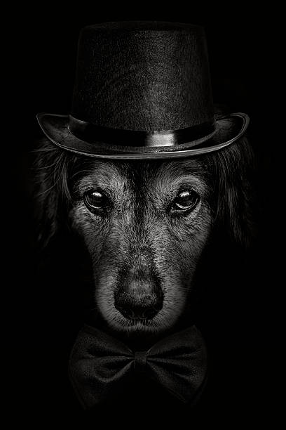 istock dark muzzle spaniel dog closeup in  hat and tie butterfly 528053640