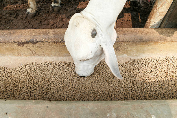 Brahman bull having a pallet inside the feedlot range. stock photo