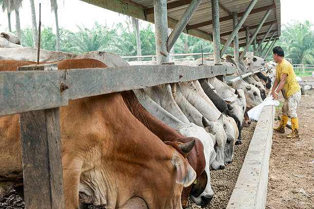 Unidentified farmer feeding a Brahman Bulls with pallet stock photo