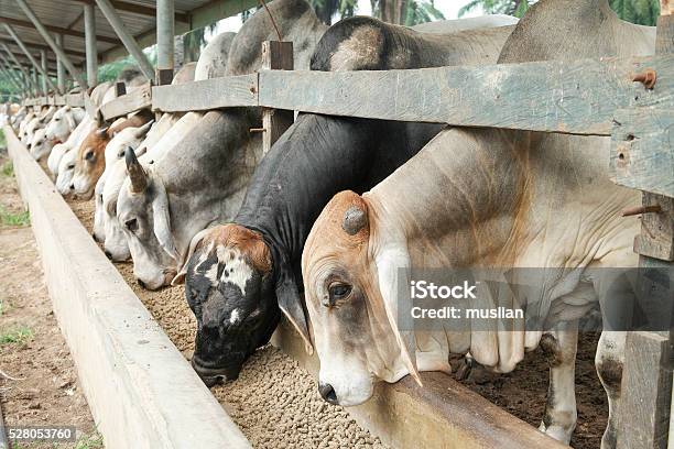Brahman Bulls Having A Pallet Inside The Feedlot Range Stock Photo - Download Image Now