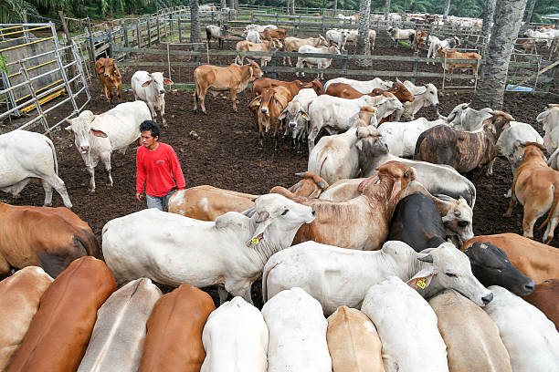 Man feeding a group of Brahman Bulls stock photo
