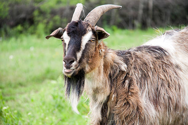istock goat are grazing on grass in the village 528053896