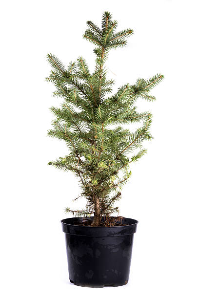istock Sapling of spruce on a white background 528054602