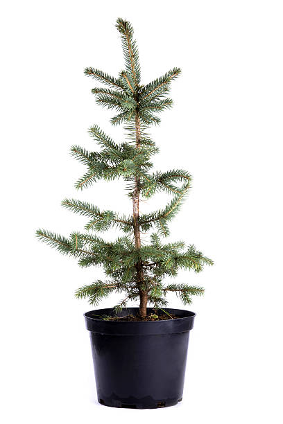 istock Sapling of spruce on a white background 528054900