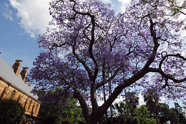 istock Jacaranda mimosifolia at sydney australia 528055496