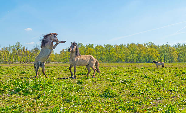 istock Prancing horse in nature in spring 528055690