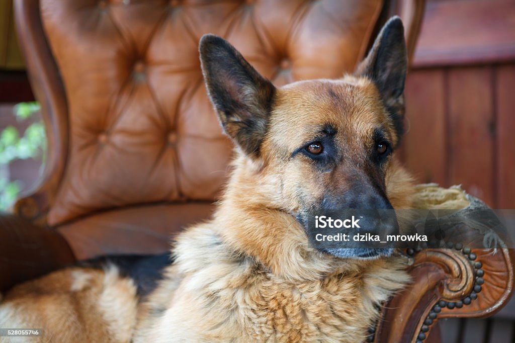 Cachorro sentado na poltrona - Foto de stock de Animal royalty-free