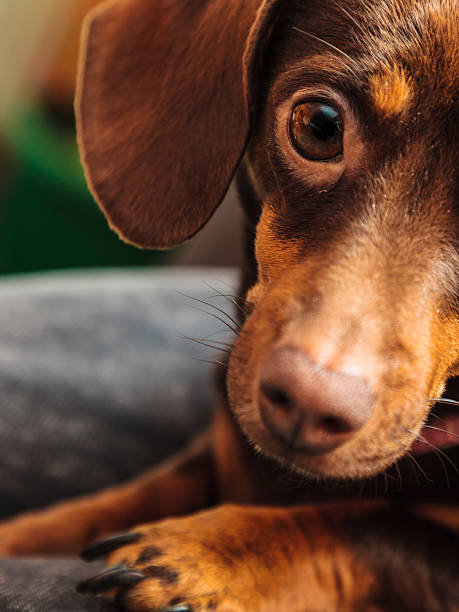istock mixed dog relaxing on bed at home 528055896
