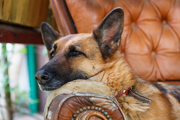 German Shepherd in a wheelchair. Dog with hind limb paralysis in a wheelchair.