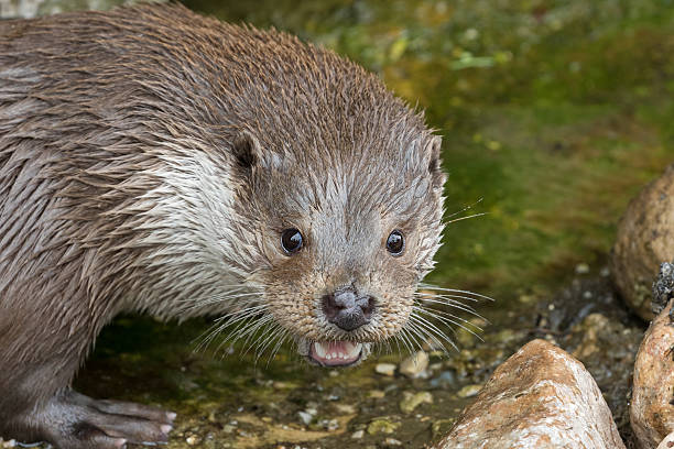 istock European otter (Lutra lutra) close up 528056488