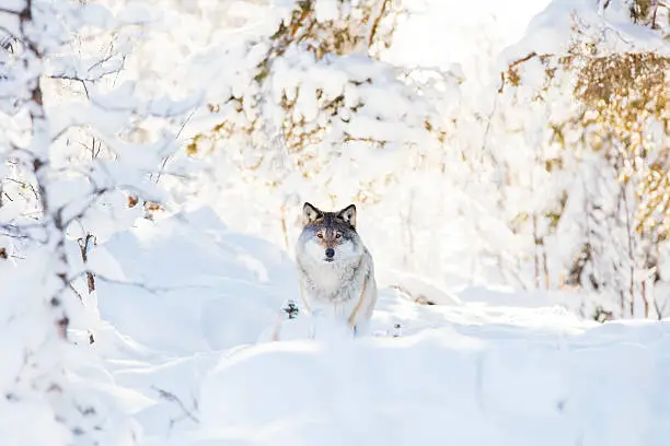 Photo of Wolf stands in beautiful winter forest