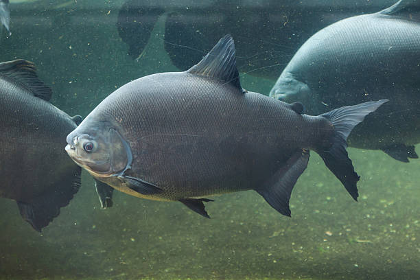 Tambaqui (Colossoma macropomum), also known as the giant pacu. Tambaqui (Colossoma macropomum), also known as the giant pacu. Wild life animal. angelfish photos stock pictures, royalty-free photos & images