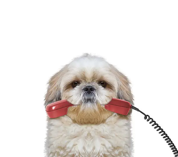 Photo of dog holds the phone in its mouth