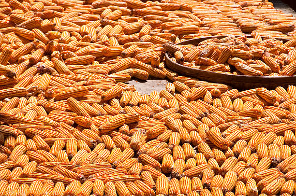 Ears of corn drying in the sun after harvest, Guangxi, China