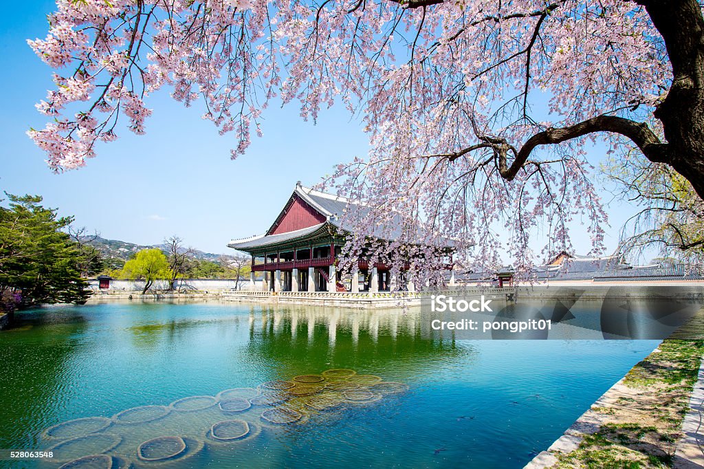 Le palais de Gyeongbokgung avec fleur de cerisier au printemps, Corée du Sud - Photo de Gyeongbokgung libre de droits