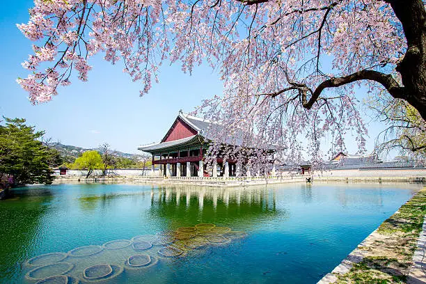 Gyeongbokgung Palace with cherry blossom in spring,Korea