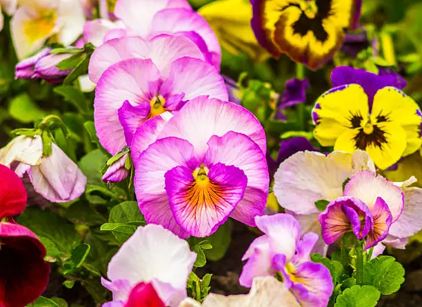 pansies Colorful floral background from flower pansy.Flower Pansy.Background from flower