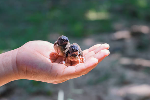 istock baby bird in hand 528064579