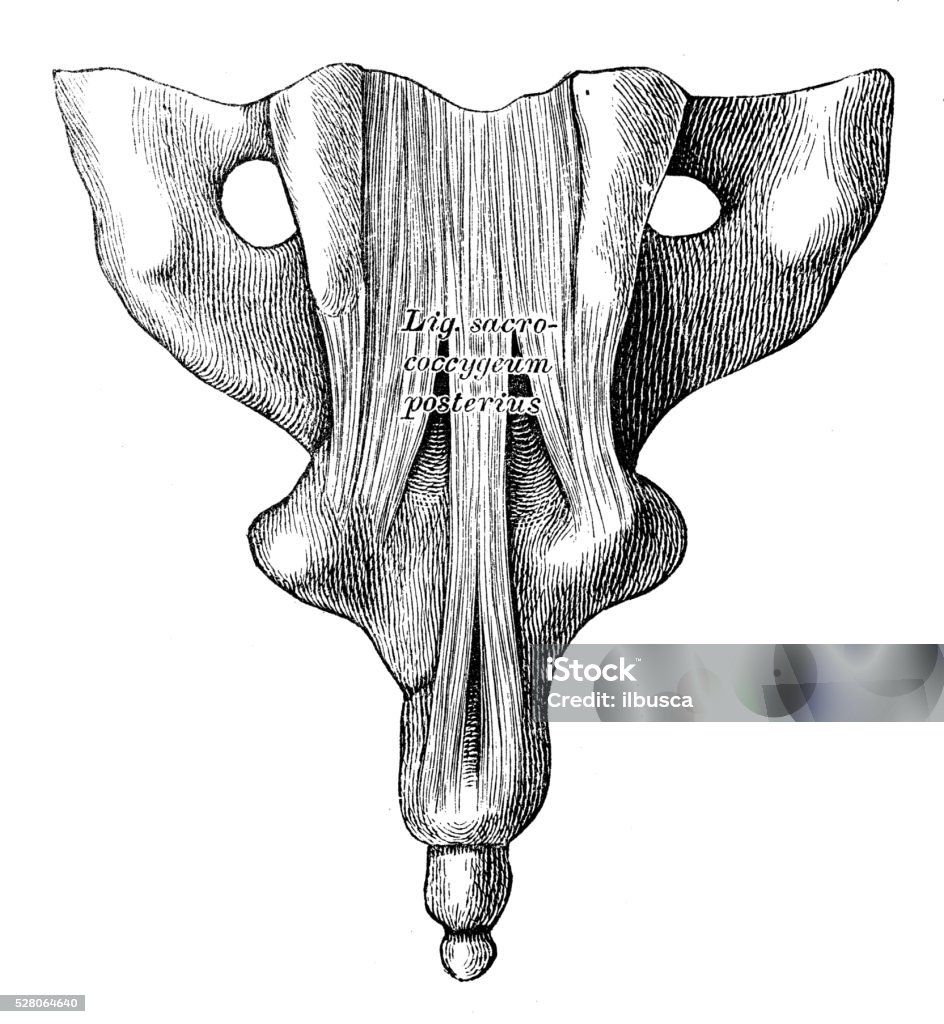 Ilustrasi Ilmiah Anatomi Manusia Ligamen Tulang Belakang Ilustrasi Stok