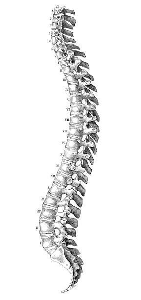 人体解剖学の科学的イラスト：脊椎 - pencil drawing drawing anatomy human bone点のイラスト素材／クリップアート素材／マンガ素材／アイコン素材