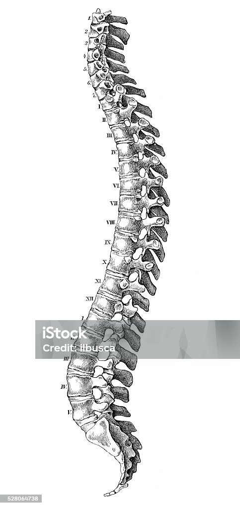 Human anatomy scientific illustrations: Spine Human anatomy scientific illustrations with latin/italian labels: Spine Anatomy stock illustration