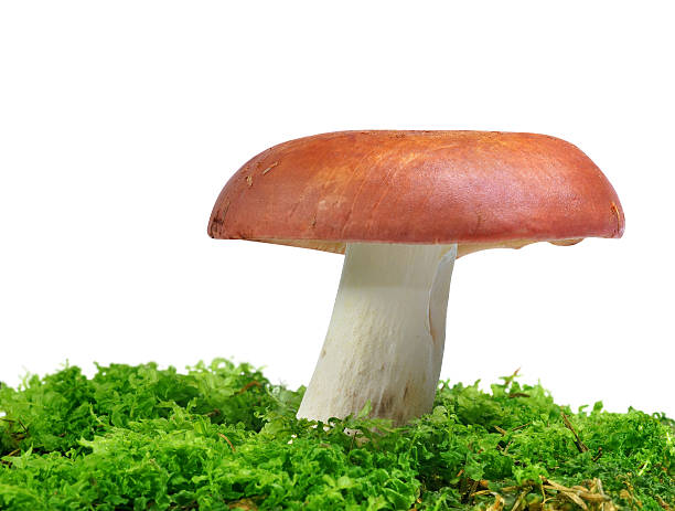 istock Mushroom Russula in green moss 528064740