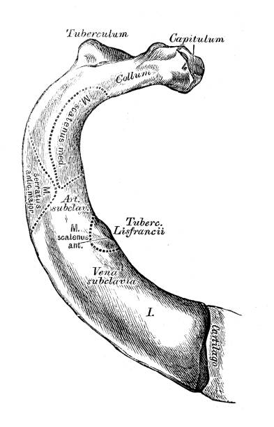 Human anatomy scientific illustrations: first rib Human anatomy scientific illustrations with latin/italian labels: first rib drawing of rib cage anatomy stock illustrations