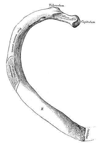 Bicephalous Rib Human Anatomy Scientific Illustrations Second Rib Stock Illustration ...