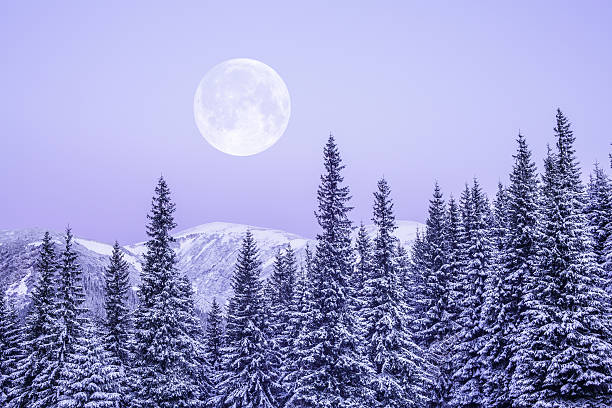 moonrise - moon forest bildbanksfoton och bilder
