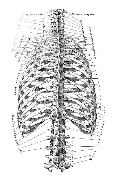 Human anatomy scientific illustrations: Rib cage and spine Human anatomy scientific illustrations with latin/italian labels: Rib cage and spine sternum stock illustrations