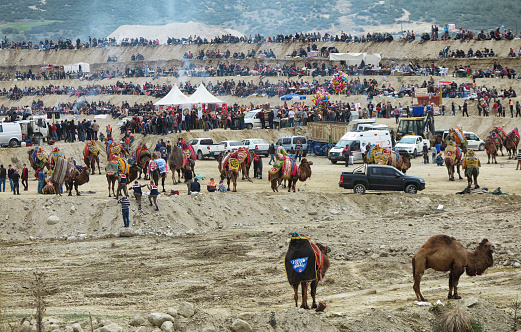 Buldan, Turkey - March 13, 2016: Organization area of traditional camel wrestling festival of Buldan, Denizli, Turkey. Camel wrestling is a sport in which two male camels wrestle in response to a female camel. It is most common in the Aegean region of Turkey, The events are also accompanied by beauty contests between camels. 